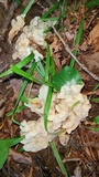 Helvellosebacina concrescens image