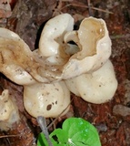 Helvellosebacina concrescens image