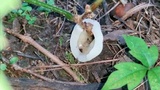 Helvellosebacina concrescens image