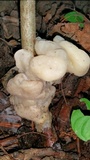 Helvellosebacina concrescens image