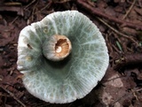 Russula parvovirescens image