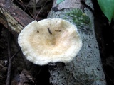Bresadolia craterella image