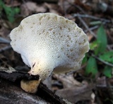 Bresadolia craterella image