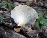 Bresadolia craterella image