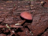 Callistosporium purpureomarginatum image