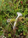 Cantharellula umbonata image