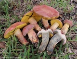 Pulchroboletus rubricitrinus image