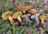 Boletus luridellus image