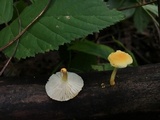 Cyptotrama chrysopepla image