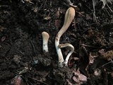 Clavariadelphus americanus image