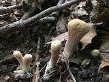 Clavariadelphus americanus image