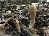 Clavariadelphus americanus image