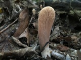 Clavariadelphus americanus image