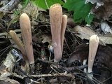 Clavariadelphus americanus image