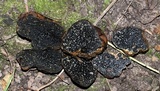 Melanogaster broomeanus image