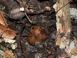 Melanogaster broomeanus image