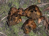 Melanogaster broomeanus image