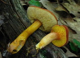 Phylloporus rhodoxanthus image