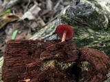 Callistosporium purpureomarginatum image