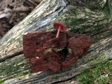 Callistosporium purpureomarginatum image