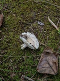 Russula crustosa image