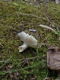 Russula crustosa image