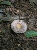 Russula crustosa image