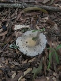 Russula crustosa image