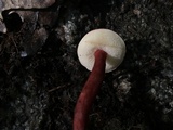 Gyroporus purpurinus image