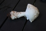 Amanita canescens image