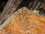 Syzygites megalocarpus image