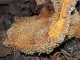 Syzygites megalocarpus image