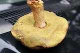 Boletus pseudopinophilus image