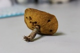 Suillus cothurnatus image