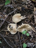 Lactarius sumstinei image