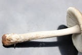 Amanita rhacopus image