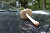 Amanita rhacopus image