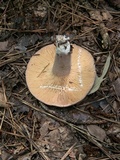 Lactifluus corrugis image