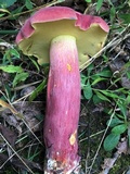 Boletus pallidoroseus image