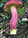 Boletus pallidoroseus image