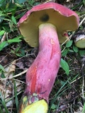 Boletus pallidoroseus image