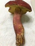 Boletus pallidoroseus image