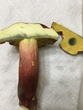 Boletus pallidoroseus image