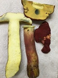 Boletus pallidoroseus image