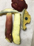 Boletus pallidoroseus image