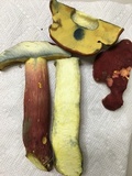 Boletus pallidoroseus image