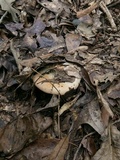 Russula compacta image