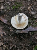 Russula compacta image