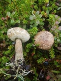 Leccinum holopus image
