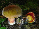 Boletus luridiformis image